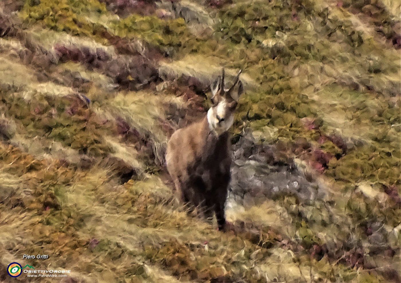 62 Richiamato dal cartteristico fischio tra le narici, colgo allo zoom un bel camoscio.JPG